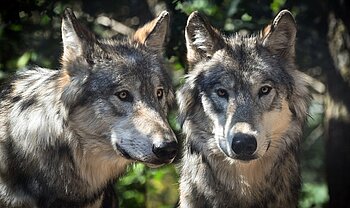 Niedersachsen Wolf