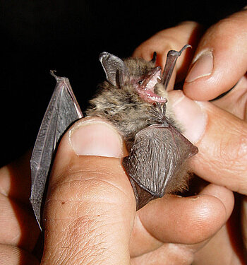 Bartfledermaus