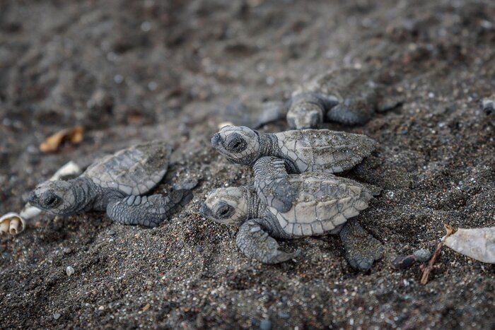 Schildkröten in Costa Rica im Nationalpark Tortuguera