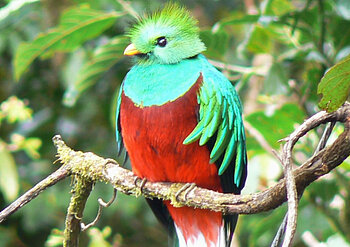 Quetzal