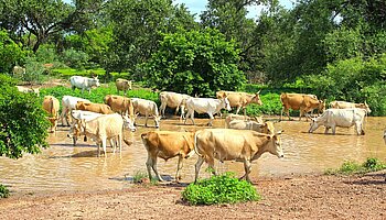 Kühe in Gambia