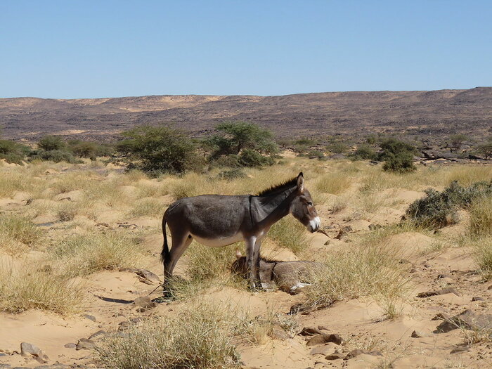 Esel in der Region Adrar