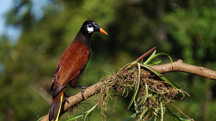 Montezumastirnvogel in Costa Rica