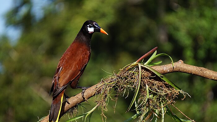 Montezumastirnvogel in Costa Rica