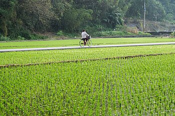 Reisfeld in Taiwan