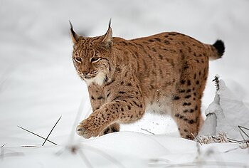 Luchs in Schweden