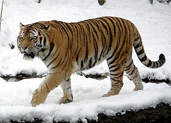 Sibirischer Tiger