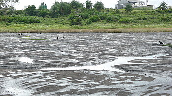 Asphaltsee auf Trinidad