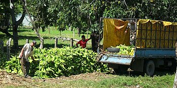 Bananenplantage in Costa Rica