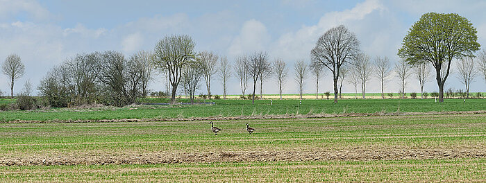 Brandgänse auf einem Acker in Luxemburg