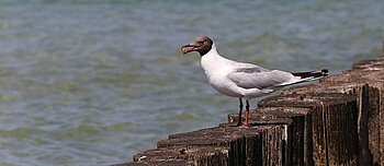 Lachmöwe in der Vorpommerschen Boddenlandschaft