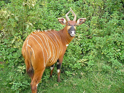 Kamerun Tiere