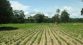 Erdnussfeld im Senegal