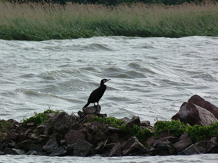 Kormoran in Balatonmáriafürdő am Plattensee