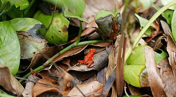 Erdbeerfröschchen in Panama