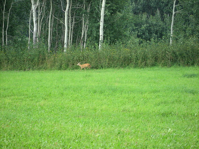 Reh in Tschechien