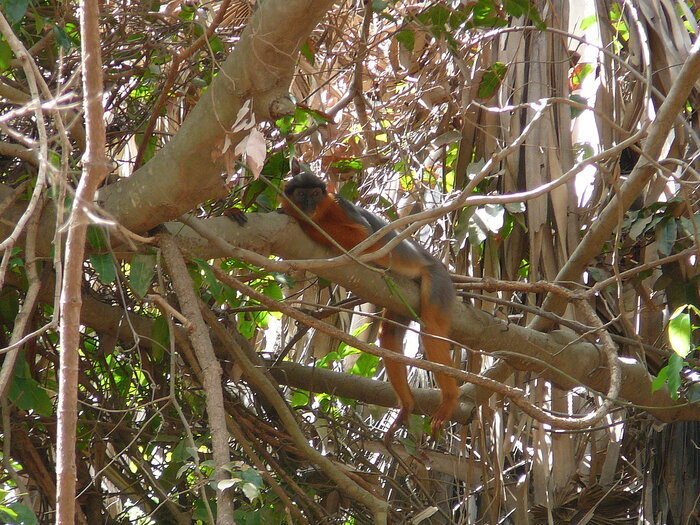 Westafrikanischer Stummelaffe auf einem Baum