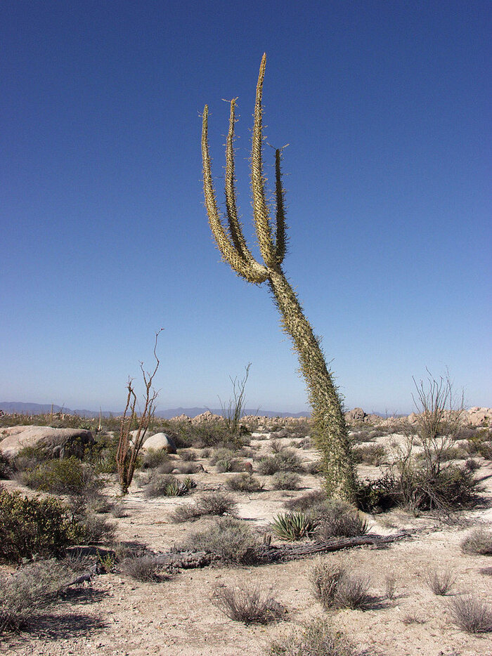 Boojum-Kaktus in der Sonora-Wüste