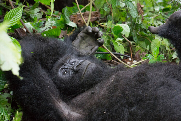 Junger Berggorilla im Virunga-Nationalpark