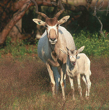 Mendesantilope mit Jungtier