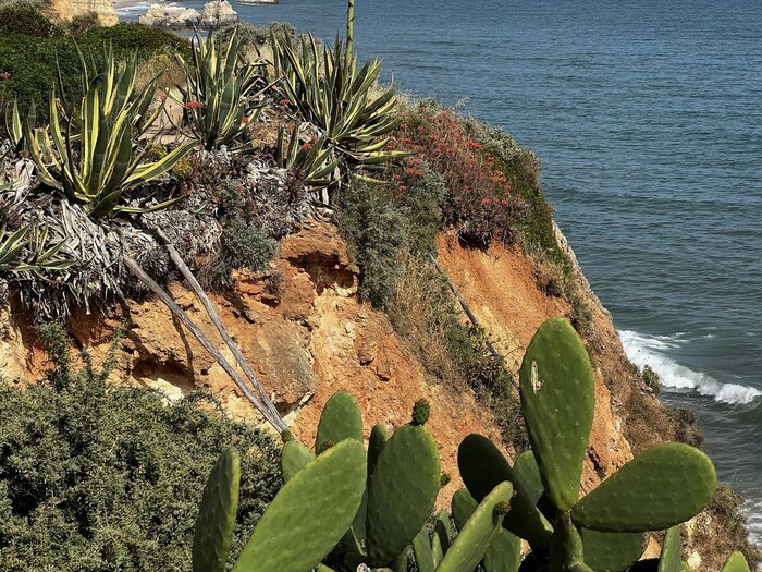 Agaven und Kaktus in Portugal Portugal Vegetation