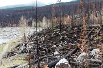 Wald nach einem Waldbrand in Alberta, Kanada