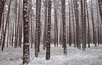 Winterwald in Lettland