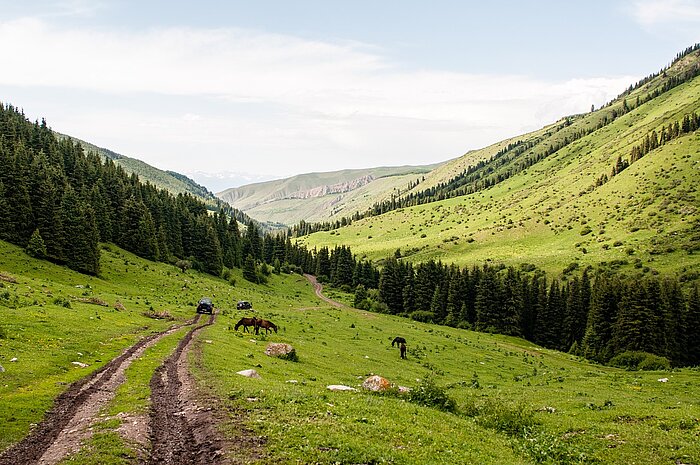 Grasende Pferde in den Bergen