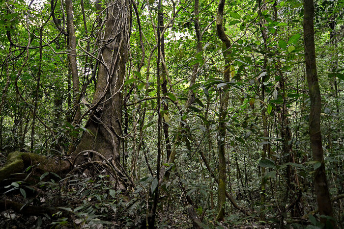 Regenwald im Nationalpark Soberanía