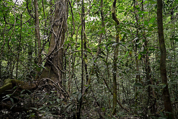 Regenwald im Nationalpark Soberanía