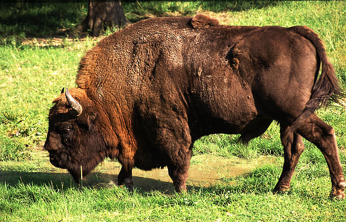 Wisent im Nationalpark Bialowieza