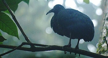 Zwergolivenibis auf São Tomé