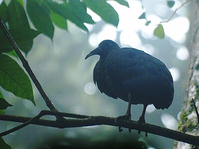 São Tomé und Príncipe Natur