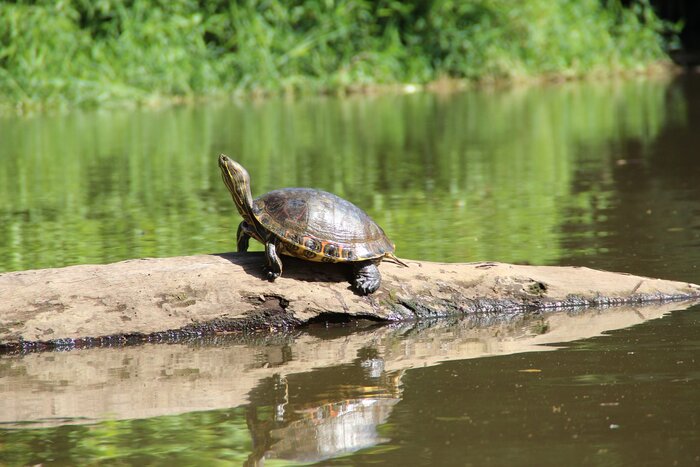 Schildkröte in Costa Rica
