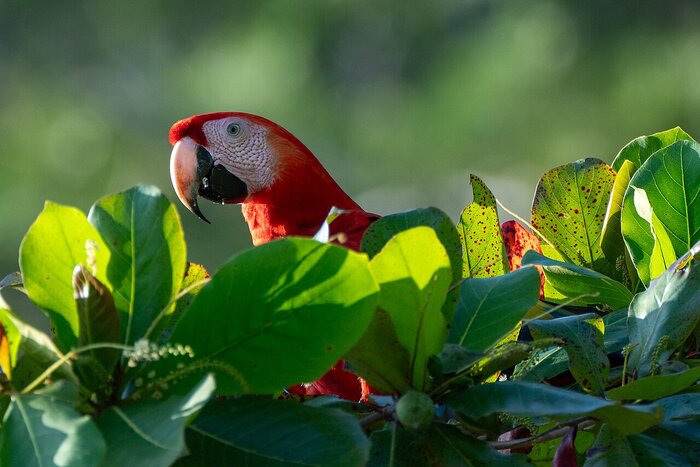 Costa Rica: Papagei Papagei in Costa Rica