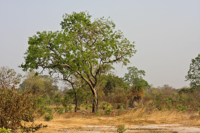 Mahagonibaum in Gambia
