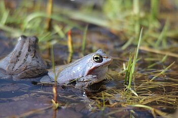 Moorfrosch