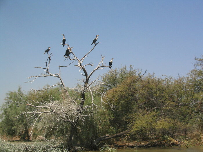 Kormorane im Djoudj-Nationalpark