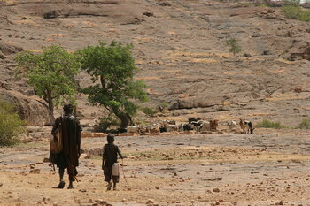 Viehhüten in Mali