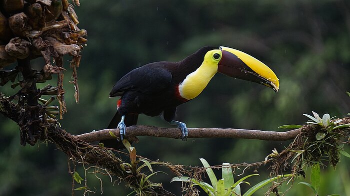 Swainson-Tukan in Costa Rica