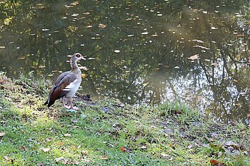 Nilgans in Bremen