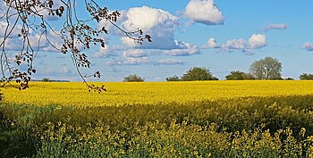 Rapsanbau in Mecklenburg-Vorpommern Landwirtschaft