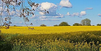 Rapsanbau in Mecklenburg-Vorpommern Landwirtschaft