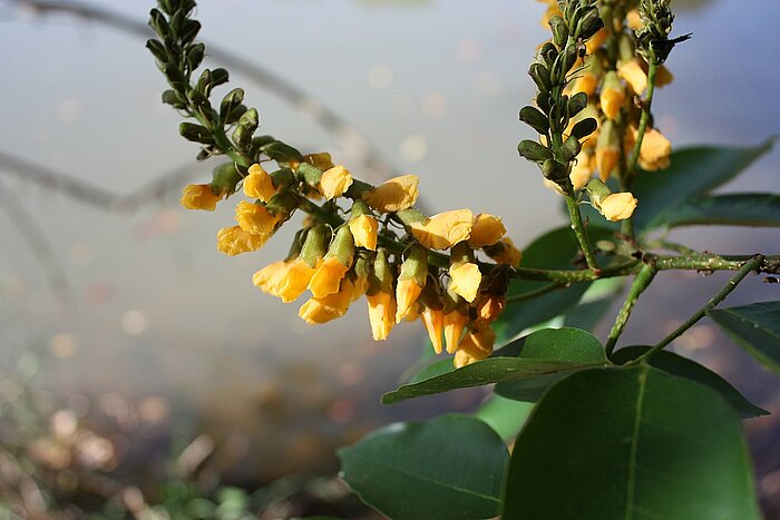 Blüte von Pterocarpus santalinoides