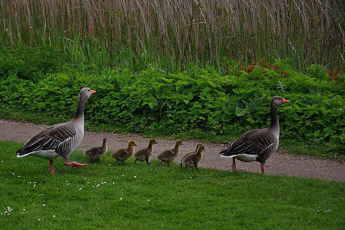 Gänsemarsch in Dänemark