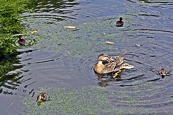 Teich im Hammer Park