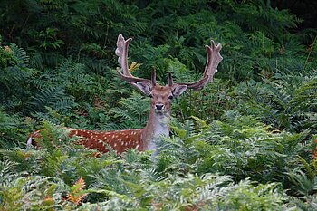 Damhirsch, ein Tier in Dänemark