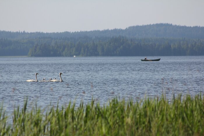 Schwanenfamilie auf einem finnischen See