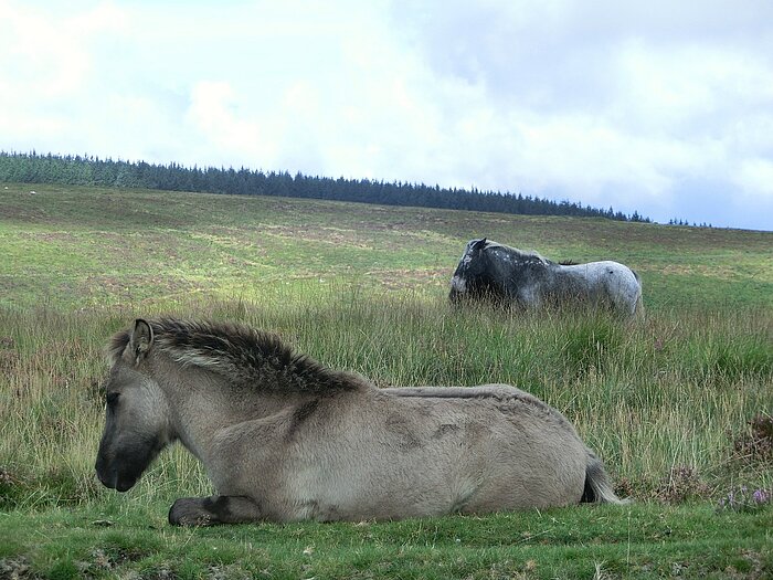 Dartmoor