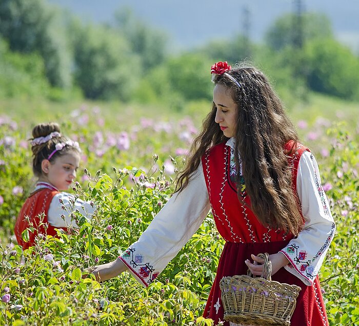 Rosenpflückerinnen in Bulgarien